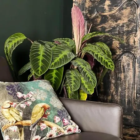 Le Bovary アパート